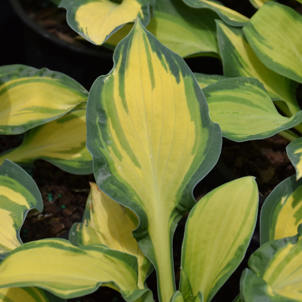 HOSTA HAPPY DAYZ – Knippel Garden Centre