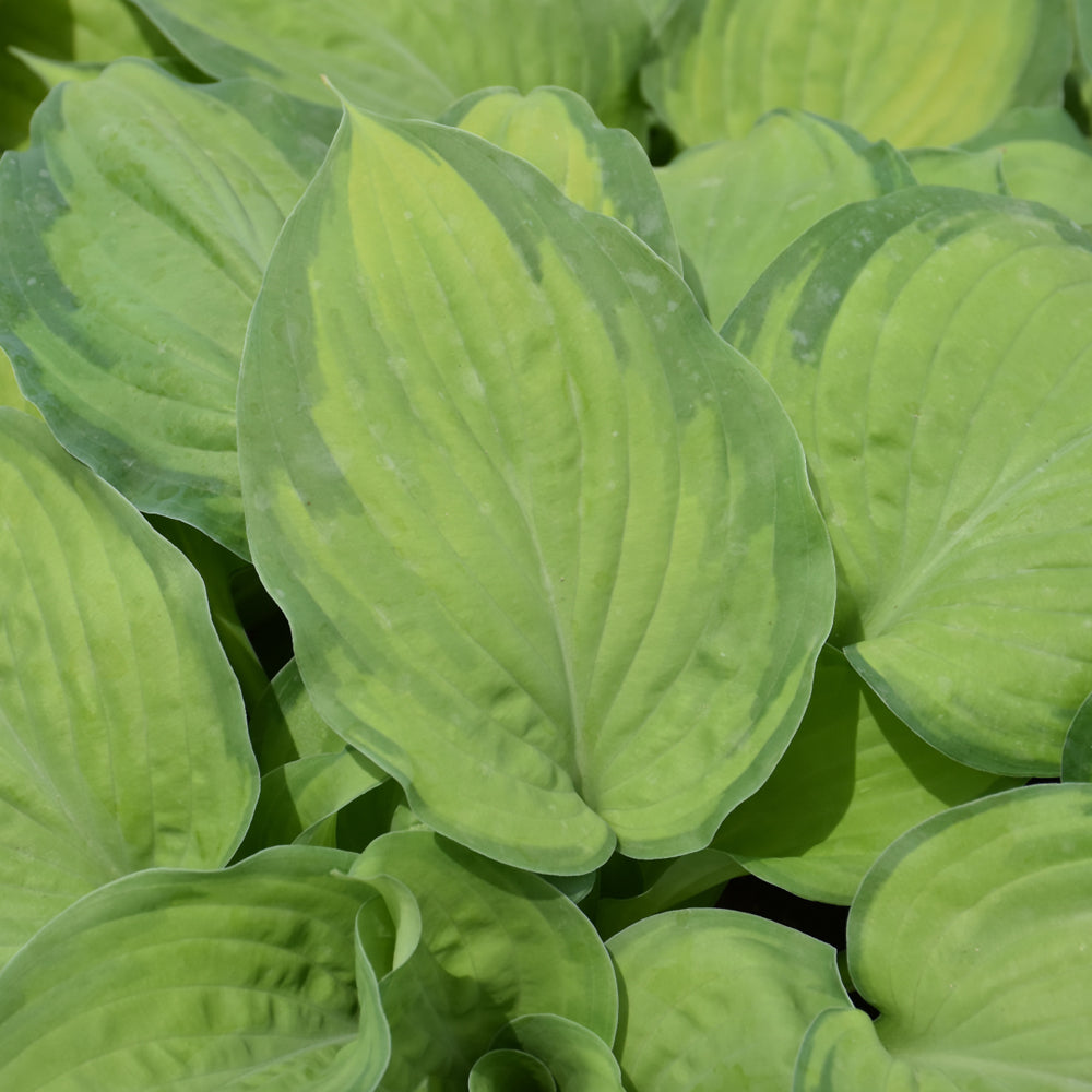 HOSTA PARADIGM