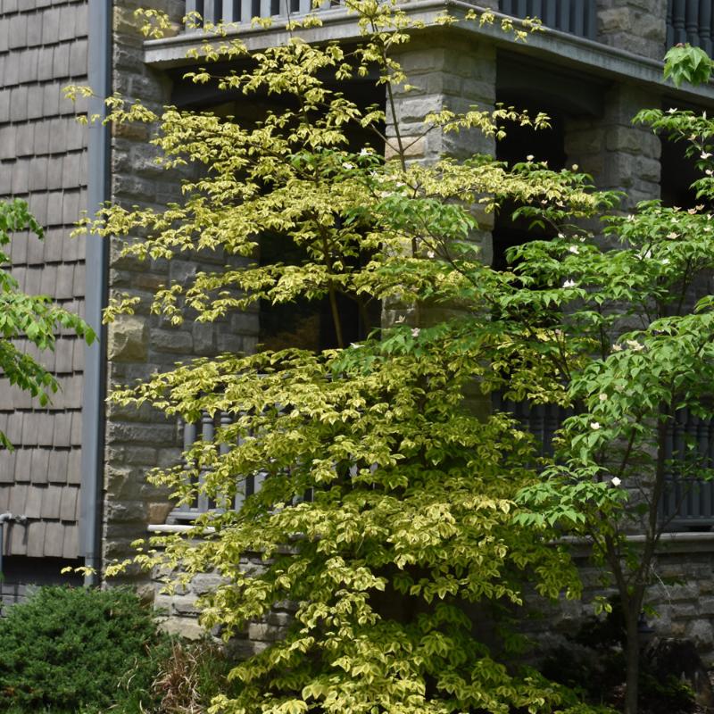 DOGWOOD GOLDEN SHADOWS