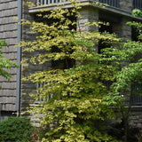 DOGWOOD GOLDEN SHADOWS