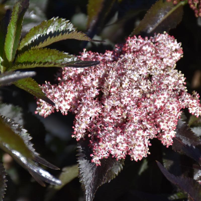 ELDERBERRY BLACK TOWER