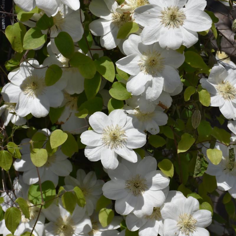 CLEMATIS GUERNSEY CREAM – Knippel Garden Centre