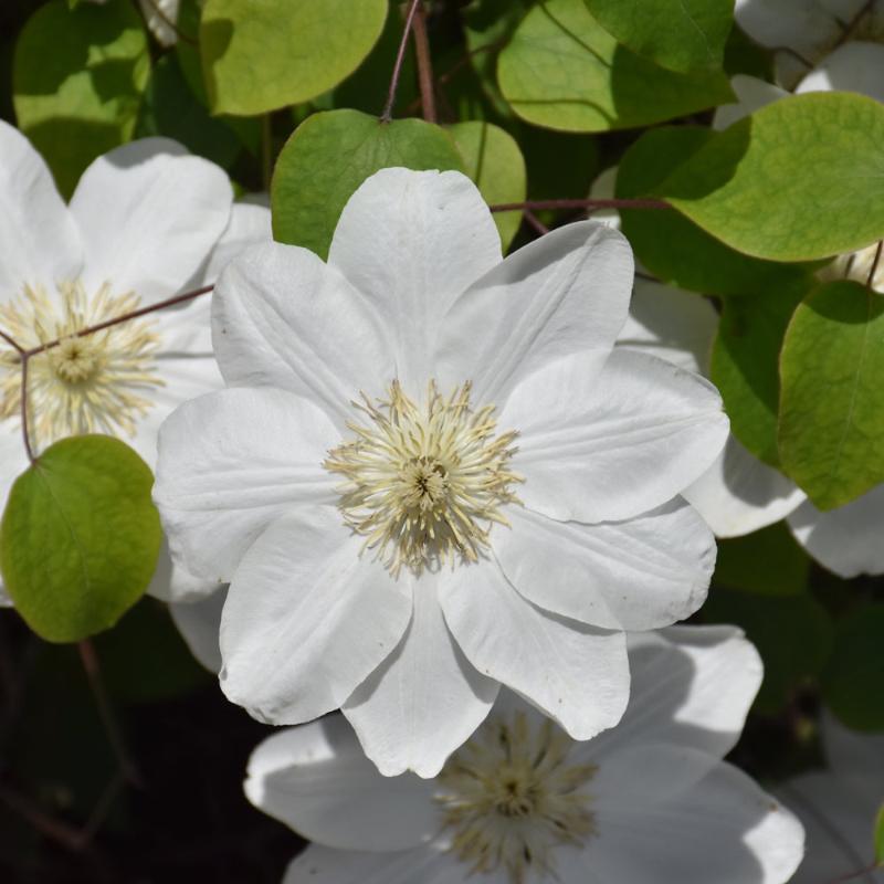 CLEMATIS GUERNSEY CREAM – Knippel Garden Centre
