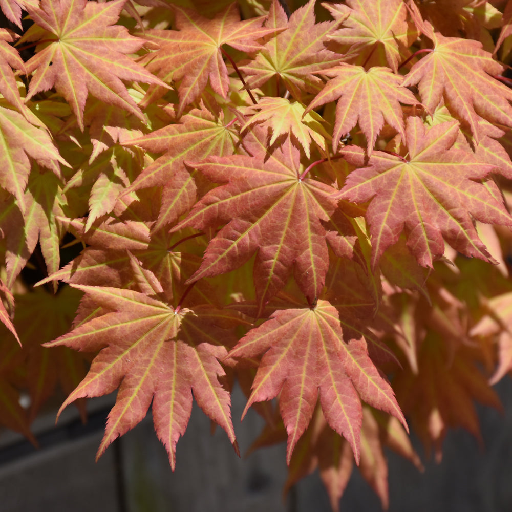 Junoon Maple JAPANESE MAPLE AUTUMN MOON – Knippel Garden Centre