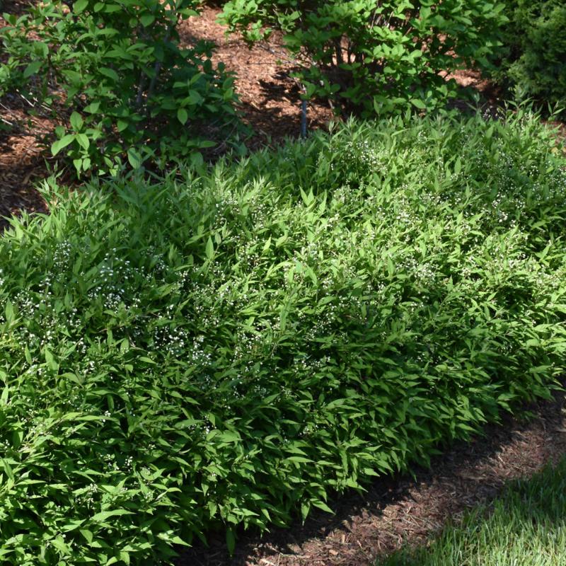 DEUTZIA YUKI SNOWFLAKE