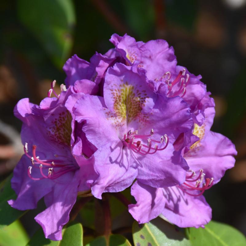 Dandy Rhododendrum RHODODENDRON DANDY MAN PURPLE – Knippel Garden Centre