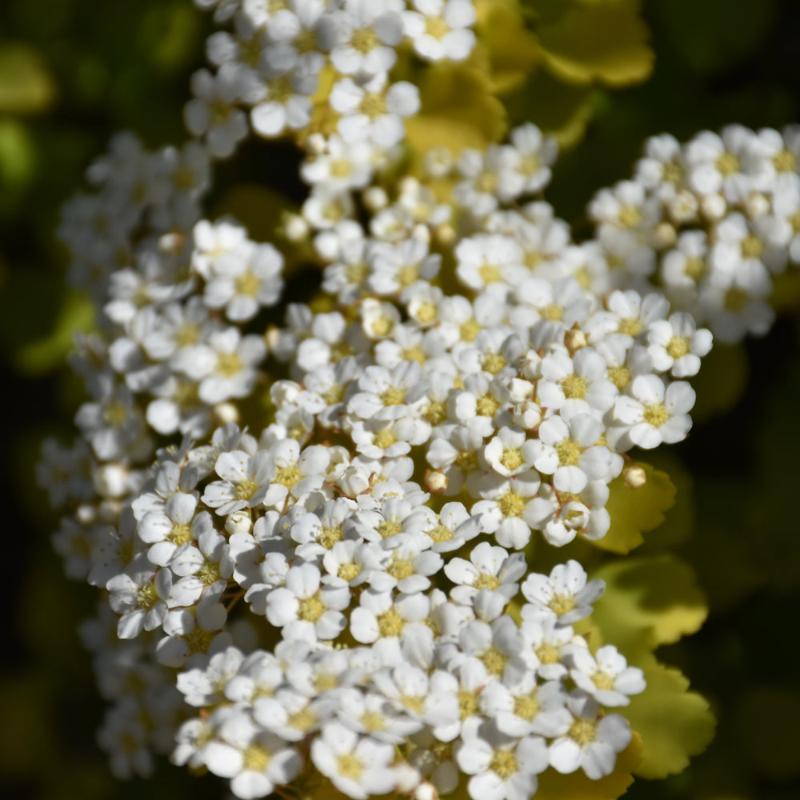 SPIREA GLOW GIRL