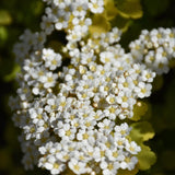 SPIREA GLOW GIRL