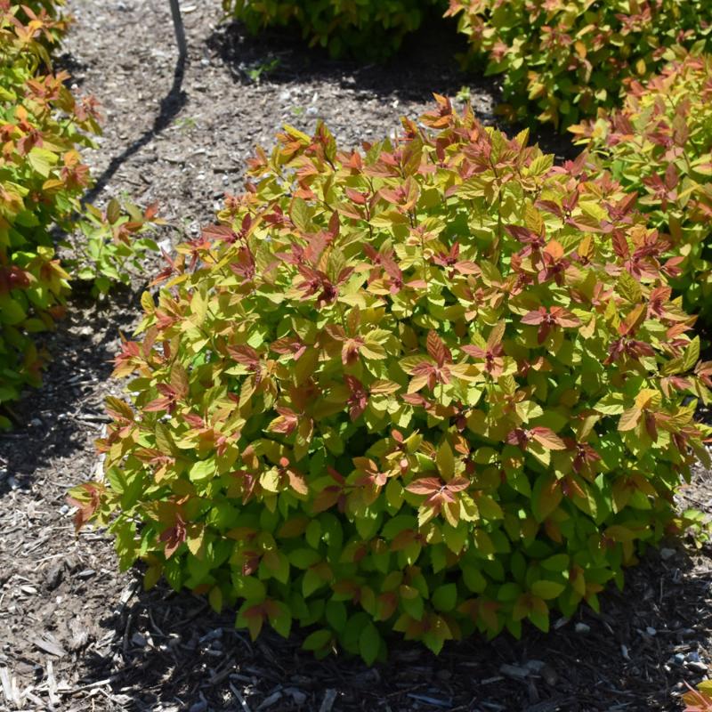 SPIREA DOUBLE PLAY BIG BANG