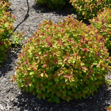 SPIREA DOUBLE PLAY BIG BANG