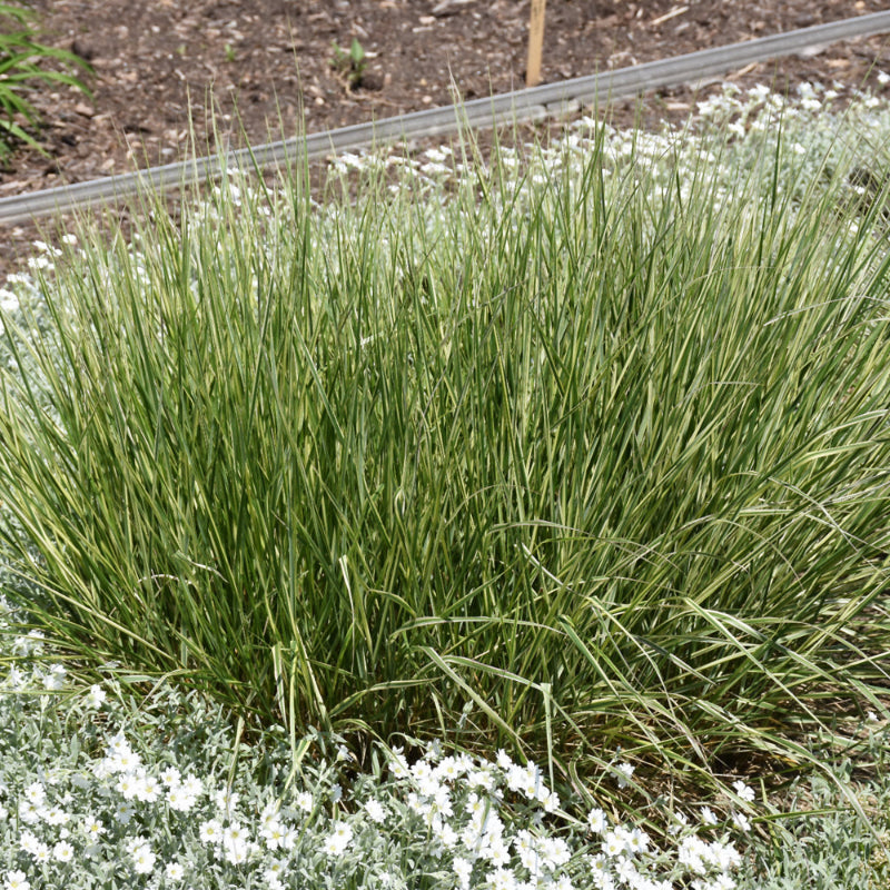 CALAMAGROSTIS OVERDAM
