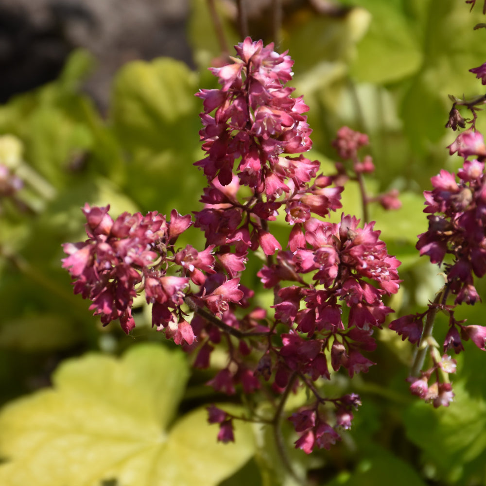 HEUCHERA TIMELESS GLOW