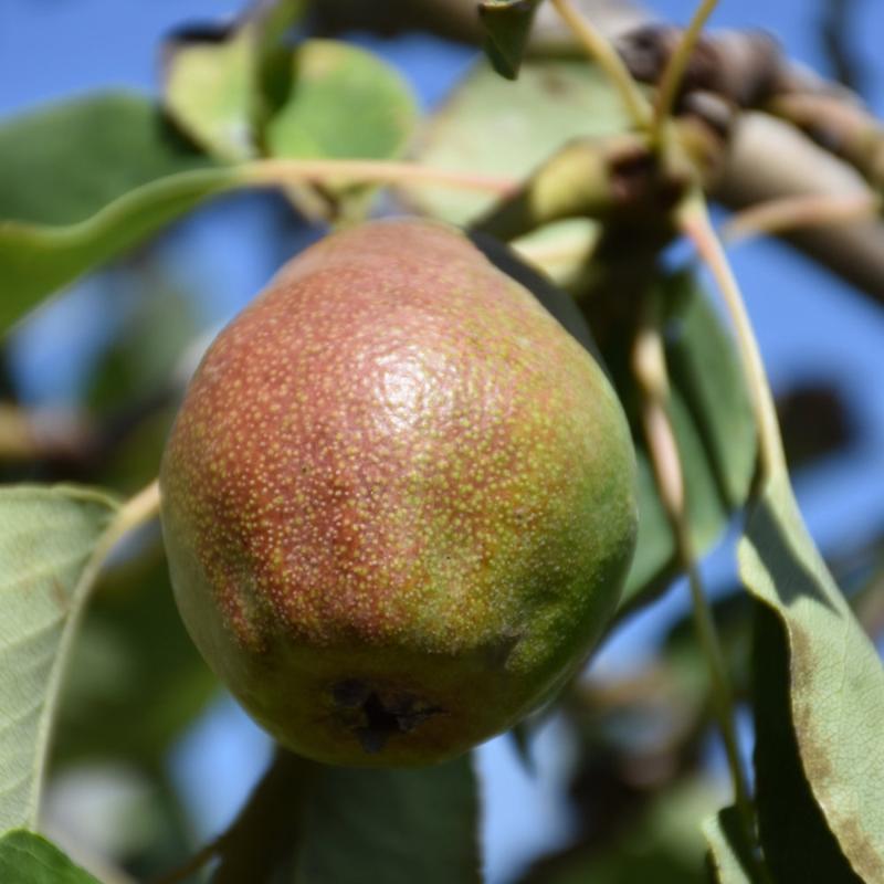 PEAR COLD SNAP – Knippel Garden Centre