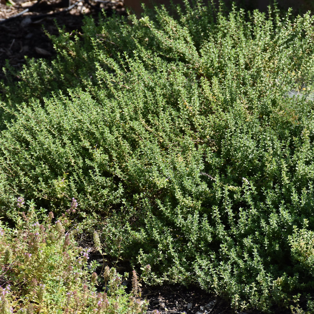 Seed- Thyme – Knippel Garden Centre