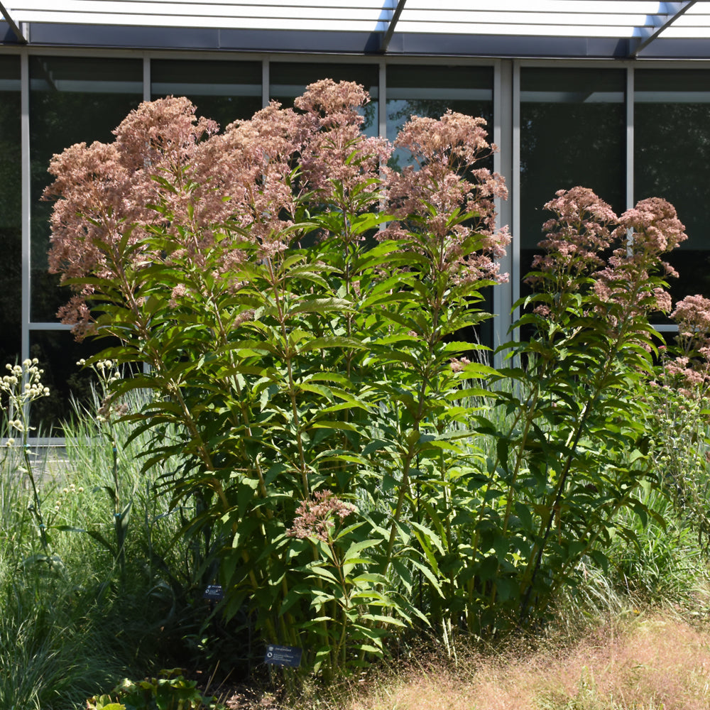 Eupatorium EUPATORIUM FISTULOSUM – Knippel Garden Centre