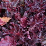 HEUCHERA DOLCE CHERRY TRUFFLES