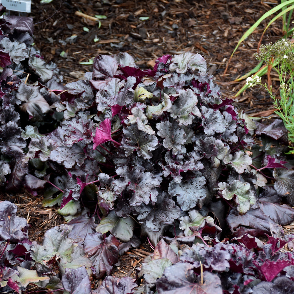 HEUCHERA PRIMO BLACK PEARL