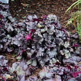 HEUCHERA PRIMO BLACK PEARL