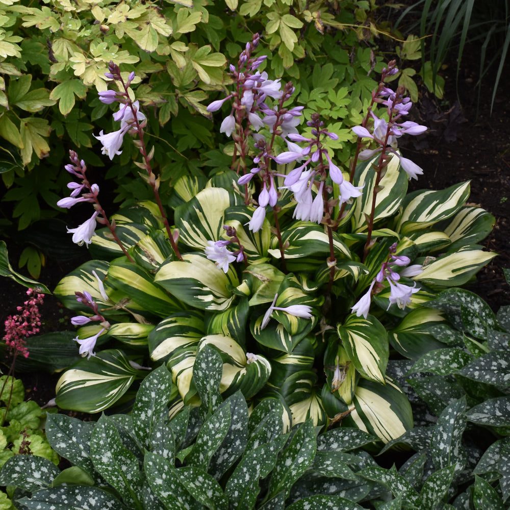 HOSTA RAINBOWS END