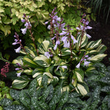 HOSTA RAINBOWS END