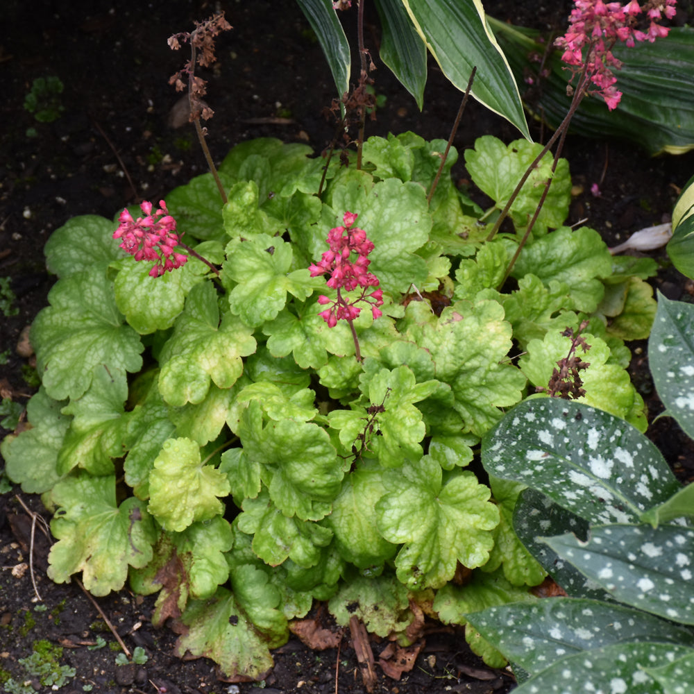 HEUCHERA TIMELESS GLOW