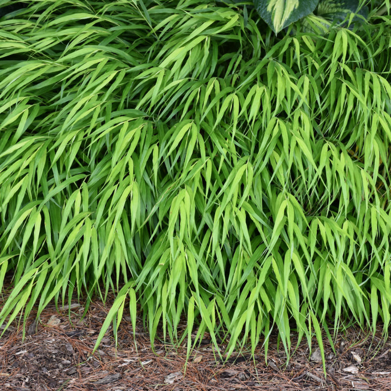 HAKONECHLOA ALL GOLD