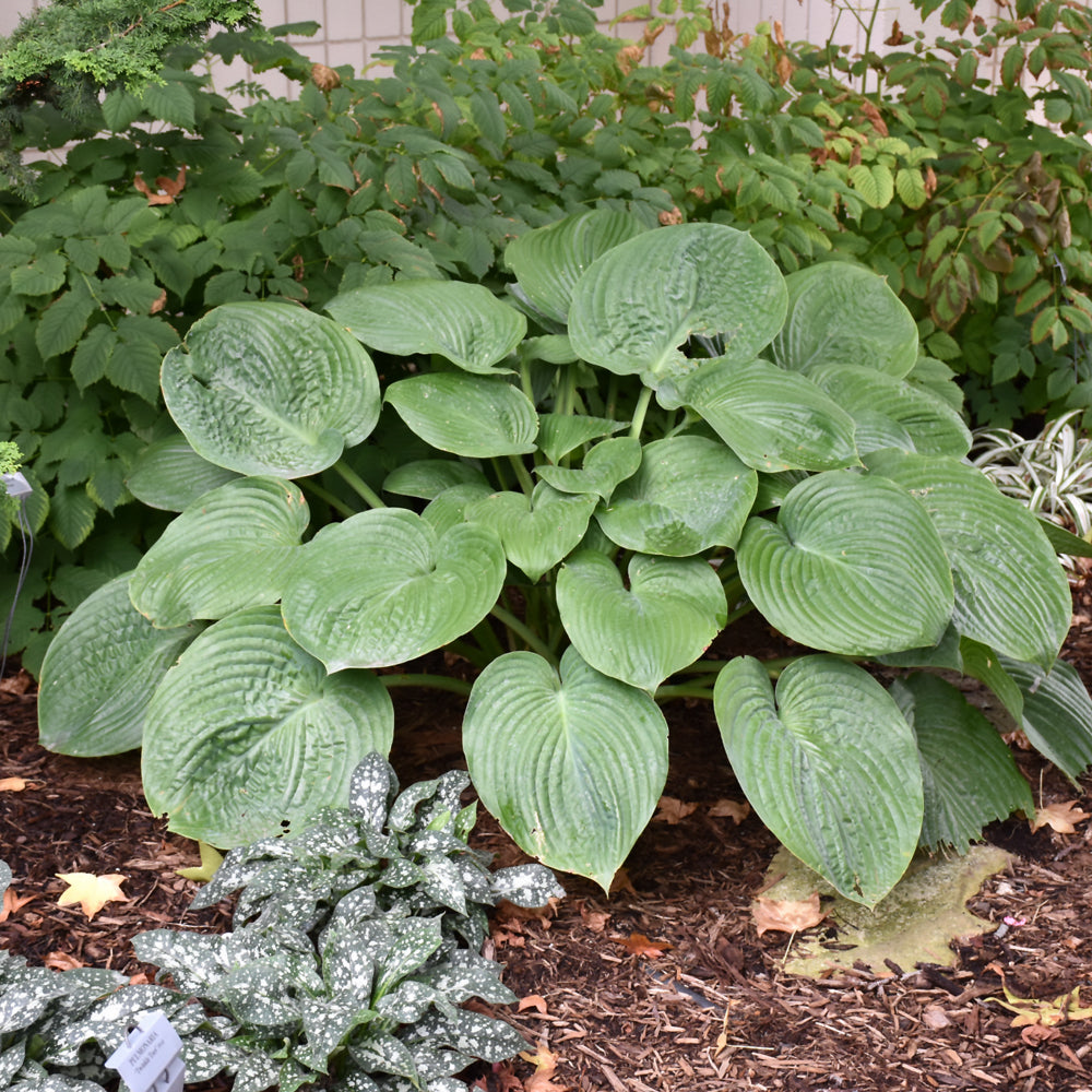 HOSTA HUMPBACK WHALE