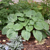 HOSTA HUMPBACK WHALE