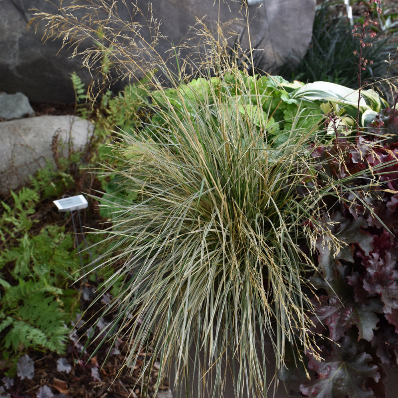 DESCHAMPSIA NORTHERN LIGHTS