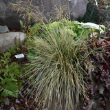 DESCHAMPSIA NORTHERN LIGHTS