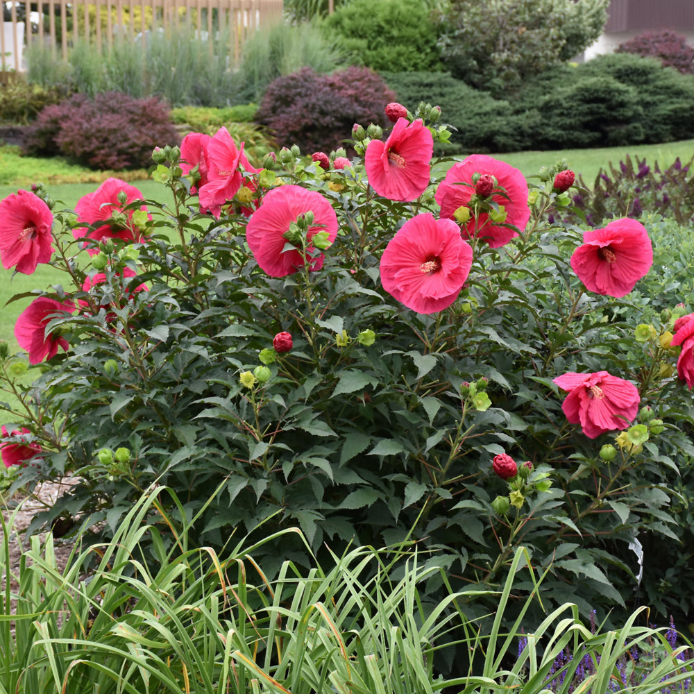 HIBISCUS SUMMER IN PARADISE