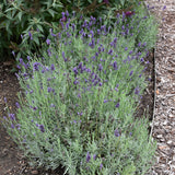 LAVANDULA SWEET ROMANCE