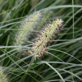 PENNISETUM LITTLE BUNNY