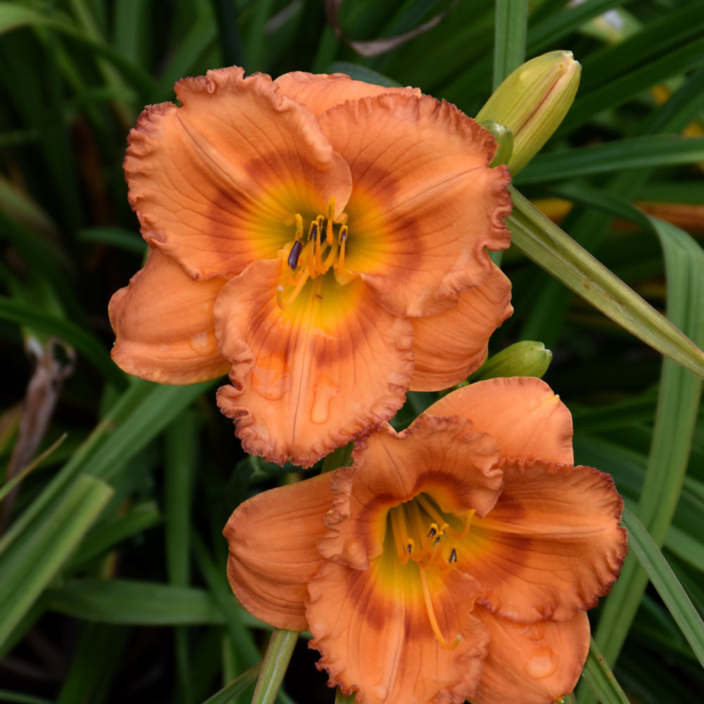 HEMEROCALLIS EARLYBIRD ORIOLE