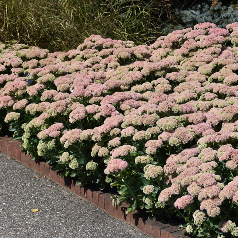 SEDUM AUTUMN JOY