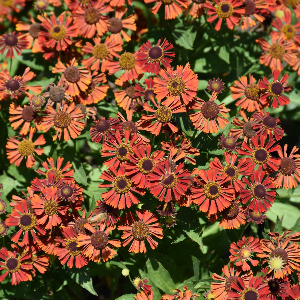 HELENIUM AUTUMNALE MARIACHI SIESTA – Knippel Garden Centre
