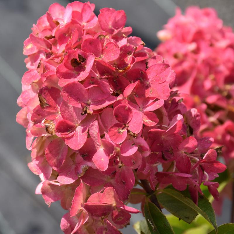 HYDRANGEA FIRE LIGHT – Knippel Garden Centre
