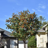 MOUNTAIN ASH RUSSIAN