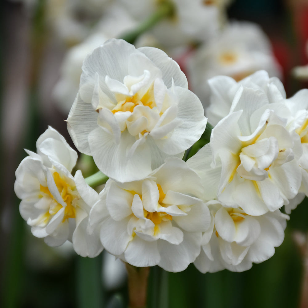 NARCISSUS BRIDAL CROWN