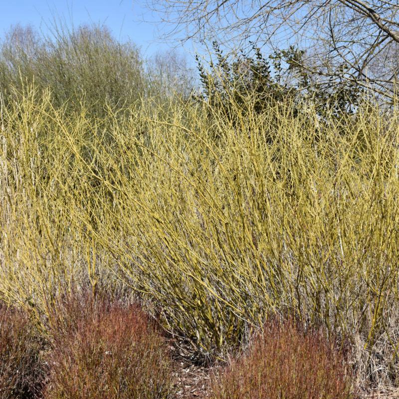 DOGWOOD ARTIC FIRE YELLOW