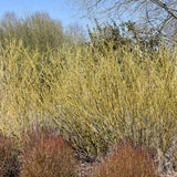 DOGWOOD ARTIC FIRE YELLOW
