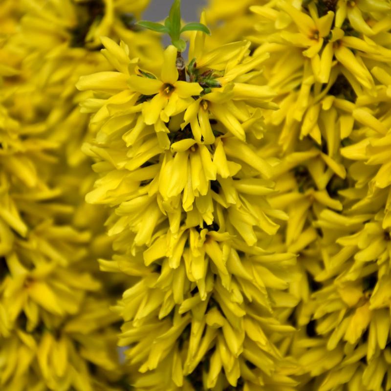 FORSYTHIA SHOW OFF SUGAR BABY