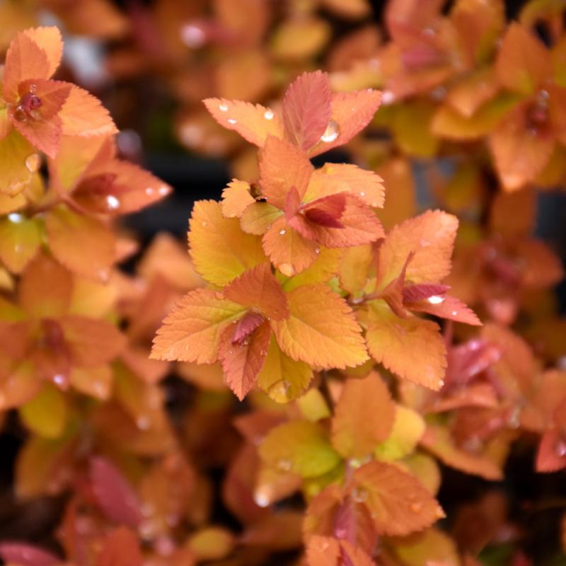 SPIREA DOUBLE PLAY BIG BANG