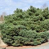 PINE BLUE SHAG