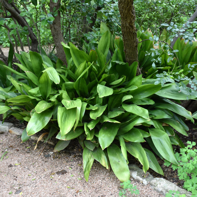 ASPIDISTRA ELATOR