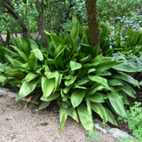 ASPIDISTRA ELATOR