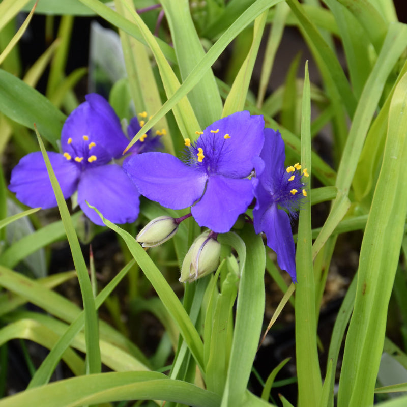 TRADESCANTIA BLUE & GOLD – Knippel Garden Centre TRADESCANTIA BLUE & GOLD – Knippel Garden Centre