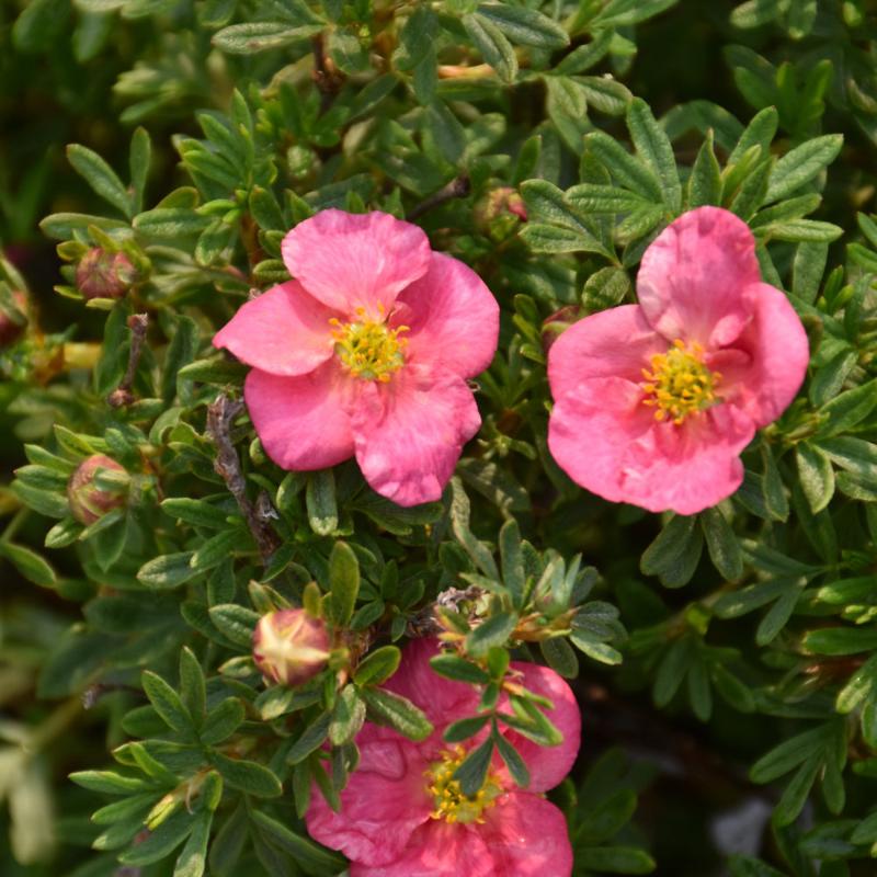 POTENTILLA BELLA BELLISSIMA