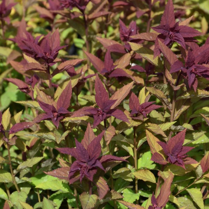 SPIREA DOUBLE PLAY DOOZIE