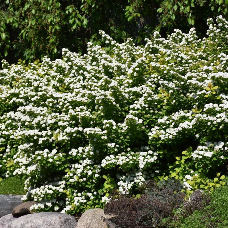 SPIREA GLOW GIRL